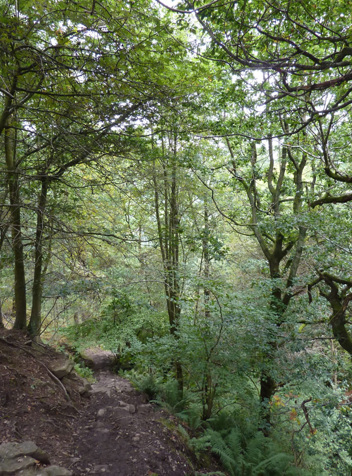 Parkin Clough